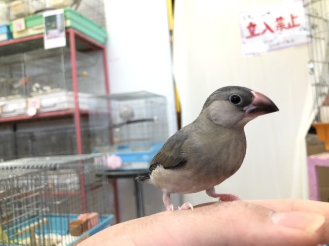 人気の桜文鳥今週も入舎です　R3　１２／８撮影