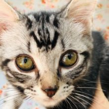 甘えん坊すぎる！アメショーいるよ！