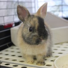 トーティカラーの魅力的なドワーフラビットさんです🥰