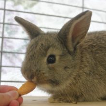 穏やかまったり♪ドワーフラビット（チェスナット）さん★