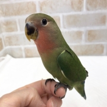 ヒナ餌卒業してます。コザクラインコ（ノーマル）