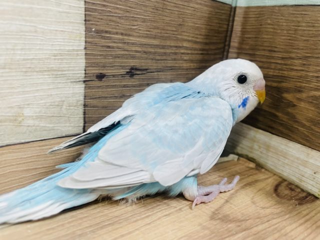 ほっぺのブルーがチャームポイント！ セキセイインコ スパングル