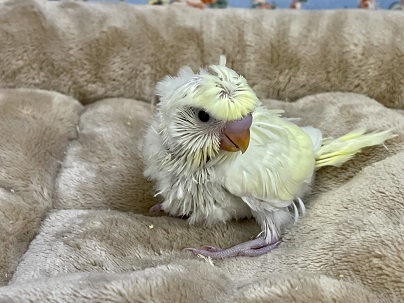 羽衣セキセイインコ