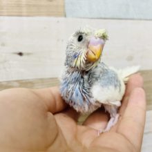 カッパみたいな頭！？梵天セキセイインコヒナ(パステルレインボーパイド)