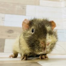 なでなでがお好きなようで♥️スキニーギニアピッグくん(ウェアウルフ)