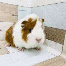 もっちり可愛い手乗り♡アビシニアンモルモットちゃん！