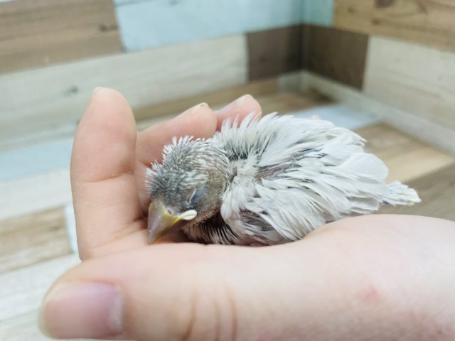 シルバー文鳥