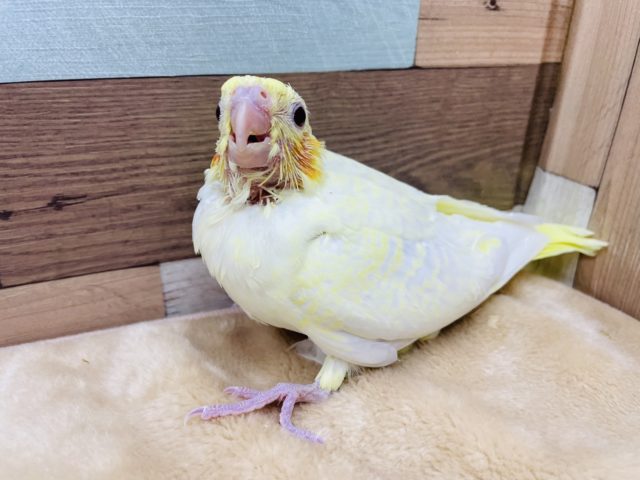 オカメインコ