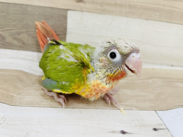 ホオミドリウロコインコ