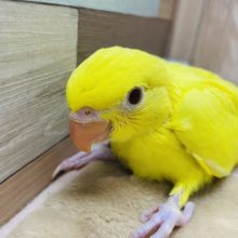 ちょっと控えめな性格です☆ワカケホンセイインコのルチノーカラー！