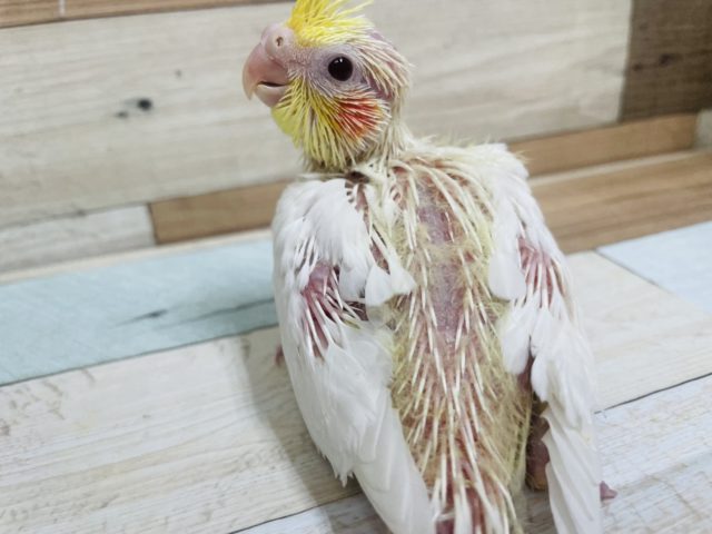 オカメインコ