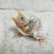 ヒナっこ天使さん♡ 白文鳥！