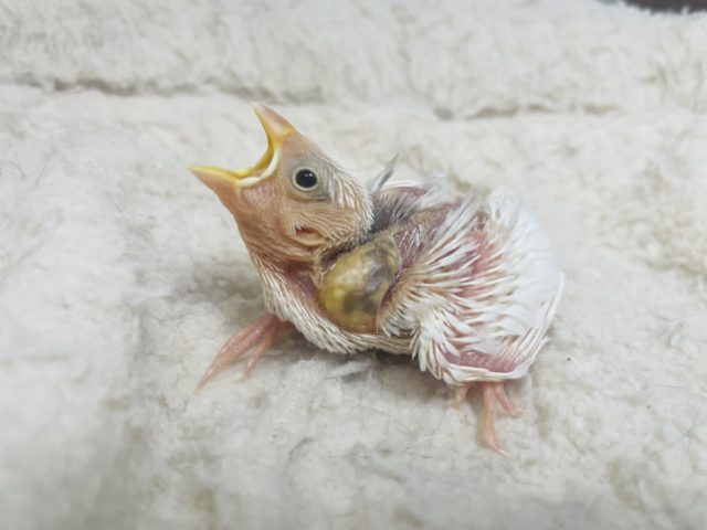 ヒナっこ天使さん♡ 白文鳥！