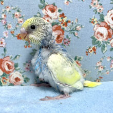 セキセイインコ  パステルレインボーパイド  1/13