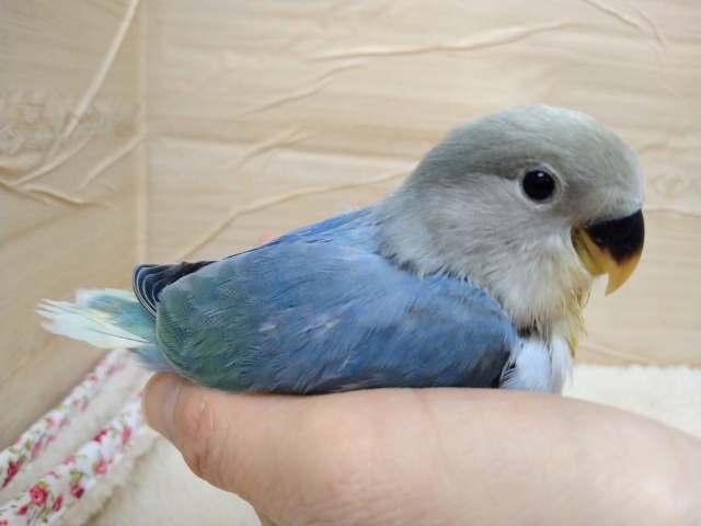 コザクラインコ（小桜インコ）