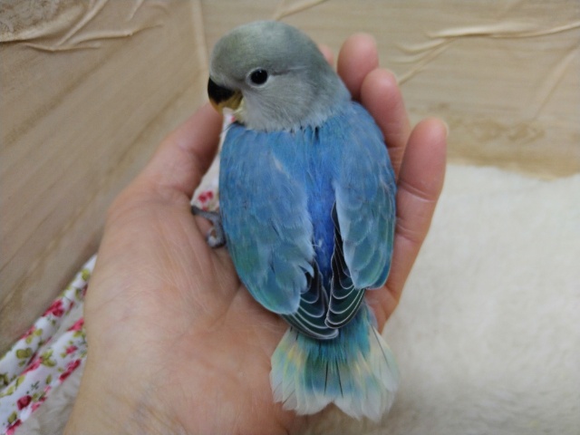 コザクラインコ（小桜インコ）