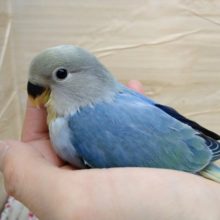 美カラーです！小桜インコヒナいますよ〜