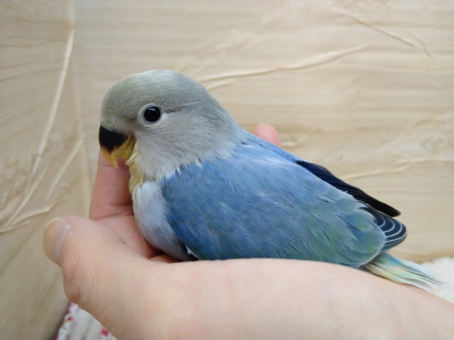 美カラーです！小桜インコヒナいますよ〜