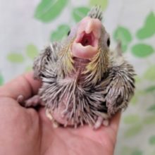 シナモンカラーのオカメちゃん☆