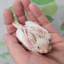 またまたやってまいりました白文鳥さん☆