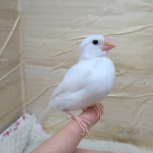 ちょうど良いサイズの白文鳥さんいますよ〜