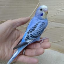 ツンデレセキセイの「ブルーちゃん」いますよ〜