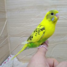 いつでもかまって欲しい！セキセイインコ「キハルクちゃん」いますよ〜