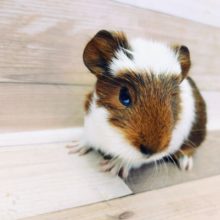 手乗りモル♥️クレステッドのモルモットくん来ました～♥️