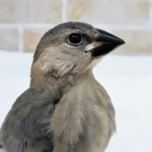可愛さ100点🌸 桜文鳥