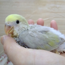 何とも言えないステキなカラーです！小桜さんいますよ〜