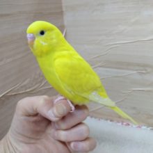 ナデナデ大好き！セキセイインコの「ファクちゃん」いますよ〜