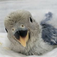 久々のレアカラー。小桜インコブルーオパーリン