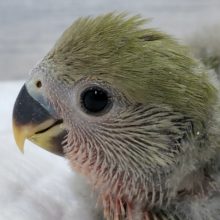 定番人気！小桜インコの、ノーマルです。