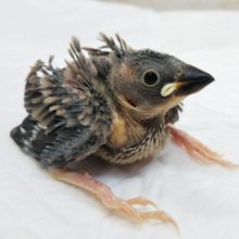 大きくなるんだぞ～🌸 桜文鳥