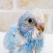 青空ブルー⛅️ セキセイインコ(スパングル)