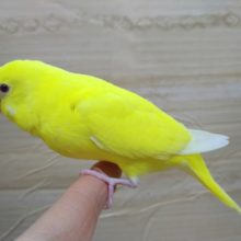 鮮やかな黄色セキセイインコ「キミちゃん」いますよ〜