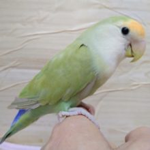 ブランコ大好き！小桜インコの「ピスちゃん」いますよ〜