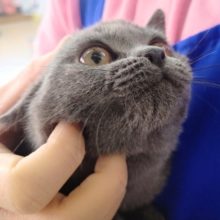 グイグイ系！ブリティッシュショートヘアー 男の子♪