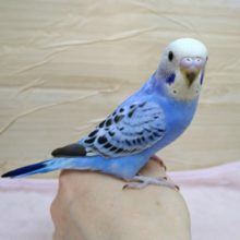 かなり美形さんです！セキセイインコの「ソラちゃん」のいますよ〜