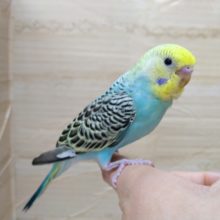 美カラーです！セキセイインコの「パインちゃん」いますよ〜