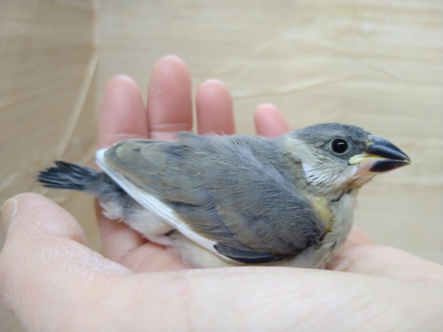 ちょっと安心サイズ？な桜文鳥さんいますよ〜