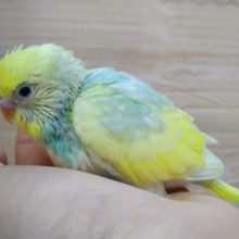 華やかなカラーのセキセイさん、来ましたよ〜