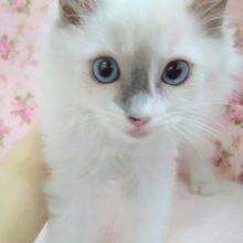 美人さん！ラグドール(ブルーポイントミテッド) 女の子♪