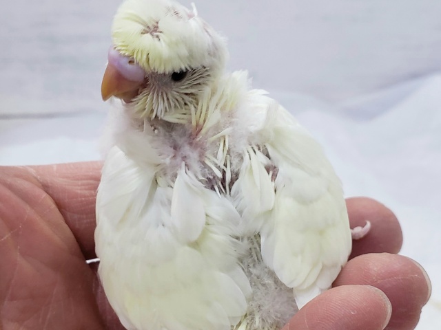 羽衣セキセイインコ