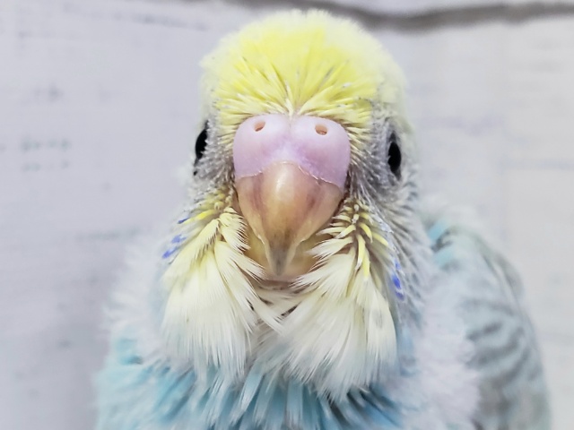 いつでも素敵。パステルレインボーセキセイインコ。