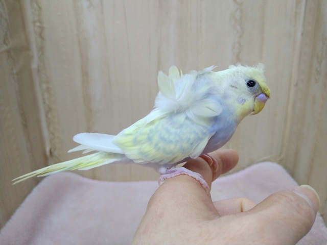 羽衣セキセイインコ