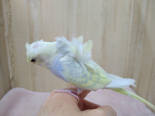 羽衣セキセイインコ