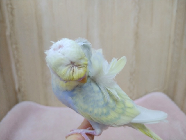 羽衣セキセイインコ