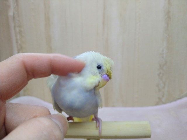 羽衣セキセイインコ