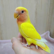 最新動画・画像あり！鮮やかな黄色と赤の小桜「ルチちゃん」いますよ〜